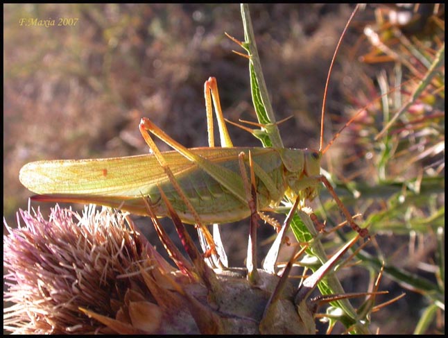 Tettigonia viridissima (Orthoptera, Tettigoniidae)